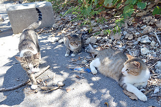 飼い主に捨てられ、南ぬ浜町に住み着いている猫たち＝12日午前