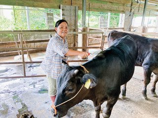 9月に最後の出荷を迎える子牛の手入れをする小浜洋子さん＝9日午後、宮良