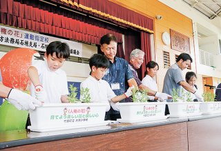 「人権の花」運動で百日草の苗を植える大原学校の児童ら＝30日午前、同校体育館