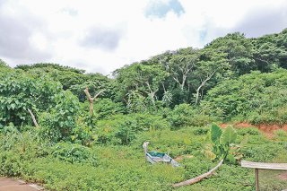 石垣市狩猟者研修センター（射撃場）整備の第一候補地となっている星野地区の山＝7月12日