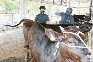 セリに向けて行われた子牛の品評会。飼養技術向上などを目的に県内で唯一開催されている＝9日午前、黒島家畜市場