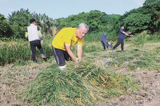 正月のしめ縄用の稲を刈り取る作業に汗を流す施設利用者と職員＝10月22日午後、白保のほ場