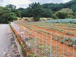 イノシシ対策のためほ場周りに設置されるワイヤメッシュ柵。島内では絶大な効果を発揮する（市農政経済課提供）