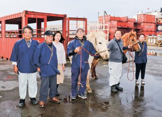 石垣島からンマハラシーに初出場するジンベエ（白色）、与那国馬の血が入ったチョッパー（茶色）。新坂貫さん（右から２人目）らが送り出した＝２３日午前、石垣港